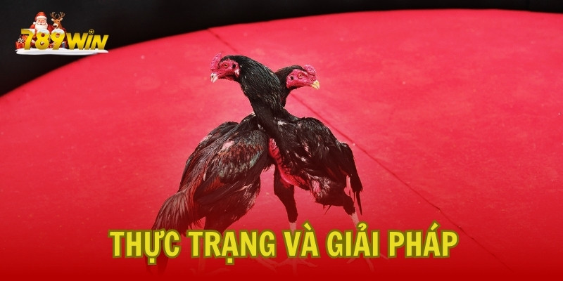 Đá Gà Cựa Dao: Thực Trạng và Giải Pháp