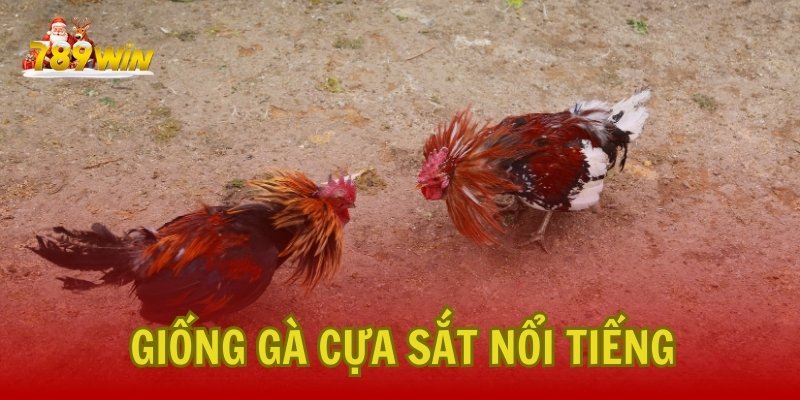 Những Giống Gà Cựa Sắt Nổi Tiếng