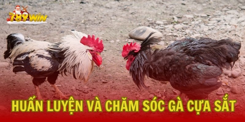 Huấn Luyện và Chăm Sóc Gà Cựa Sắt