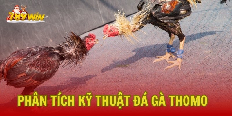 Phân tích kỹ thuật đá gà Thomo