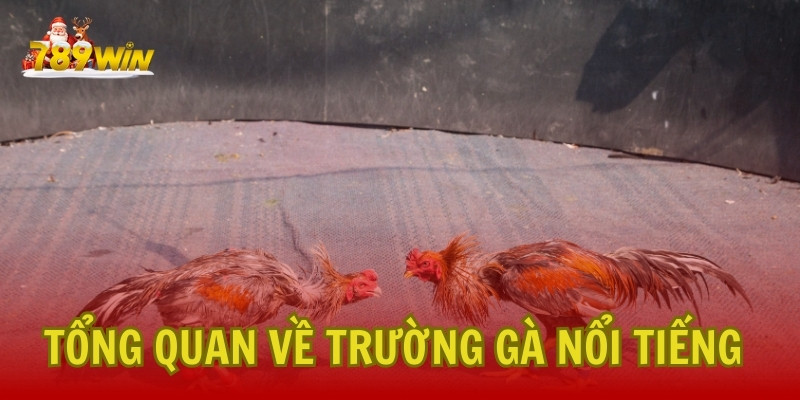 Giới thiệu tổng quan về trường gà nổi tiếng